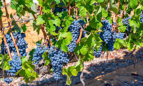 Grape variety Pinotage vine on the vine in the wine-growing region of Stellenbosch South Africa