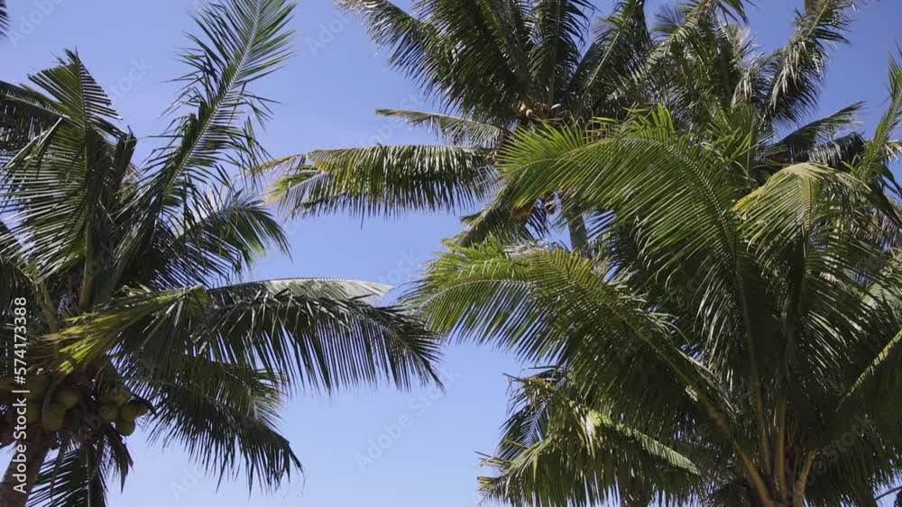 Coconut palm trees against blue sky and windy Coconut palm trees against blue sky and windy
