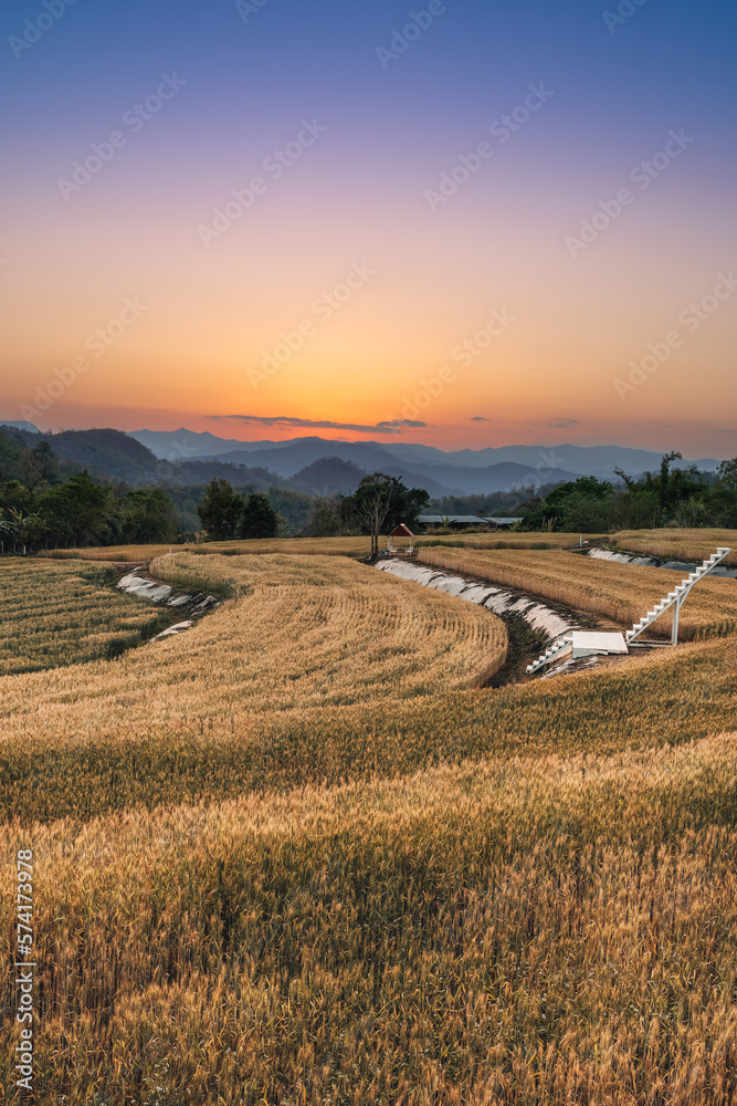 Fototapeta premium Wheat crop field sunset Landscape. Landscape of agricultural grain crops in harvest season, Golden wheat field and sunset sky, Ears of golden wheat. Background of ripening ears of meadow wheat field