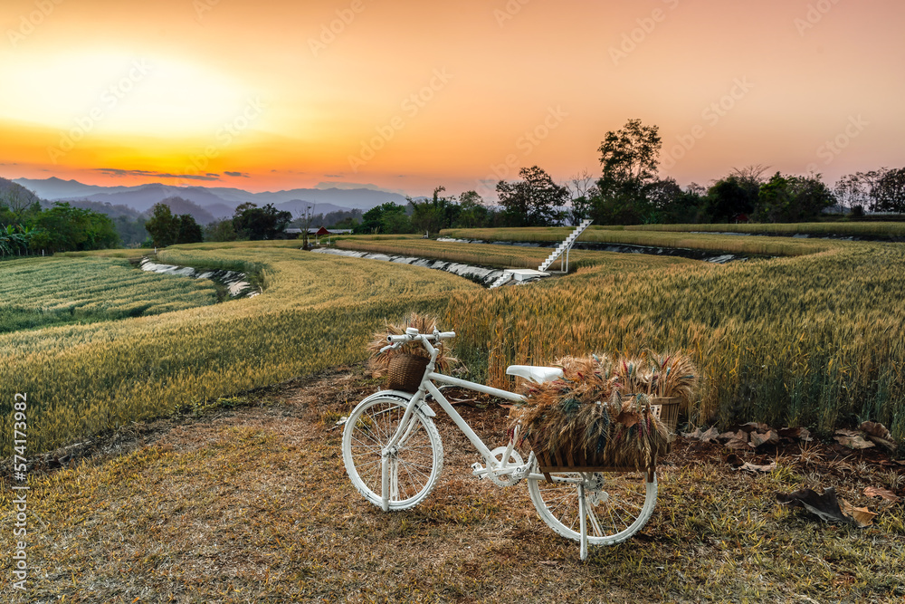 White bicycle loaded with ripe wheat in basket at sunset. Rural Scenery under sunset sky. Bike and background of ripening ears of wheat field before harvest season. Rich harvest Concept.