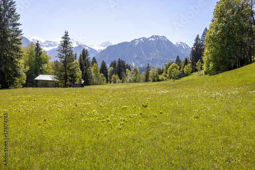 Wundersch  nes Alpenpanorama mit Blumen und einer H  tte