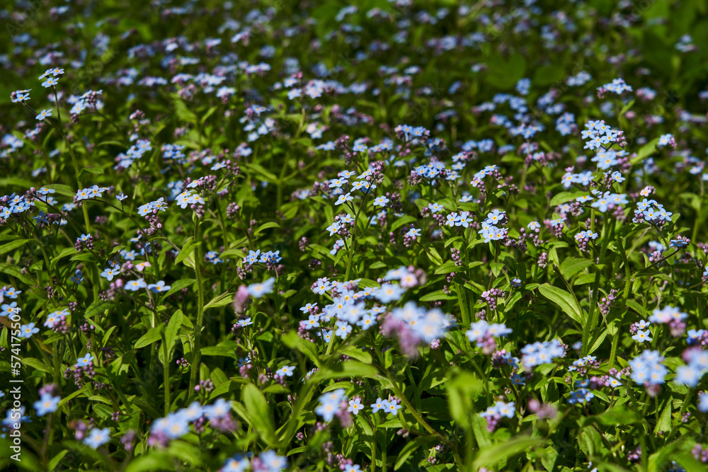 green field with delicate forget-me-nots beautiful spring flower background green field with delicate forget-me-nots beautiful spring flower background
