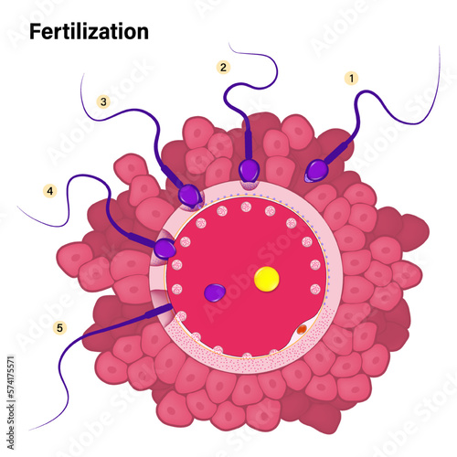 Human fertilization process. The union of a human egg and sperm. Ovum and Spermatozoon. Embryonic development.