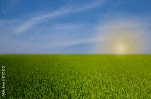 Fototapeta Naklejka Na Ścianę i Meble -  Fresh green rice fields, clear sky,