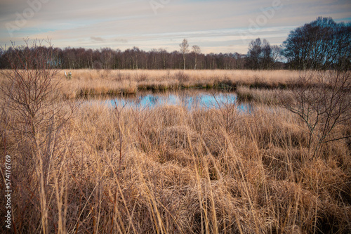 Bog landscape of high moor with small lake and birch forest in background