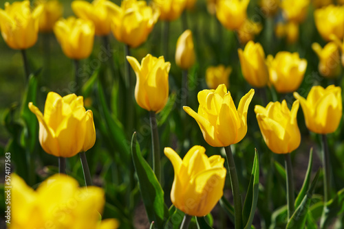 Bright colorful Tulip blossoms in spring