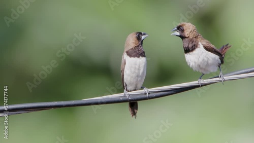 Two Estrildidae sparrows or estrildid finches perched on a power line swaying in the wind photo