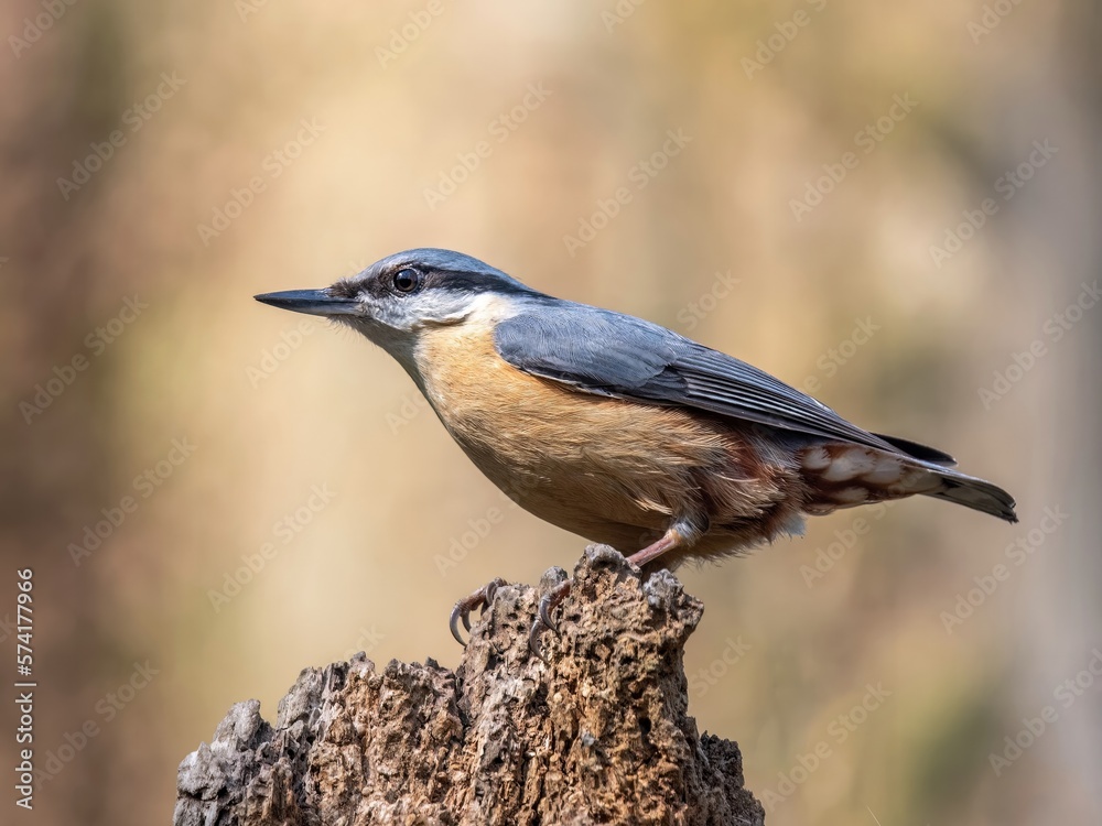 Nuthatch perch on tree stump /Sitta Nuthatch perch on tree stump /Sitta
