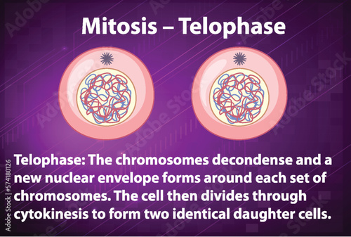 Process of mitosis telophase with explanations