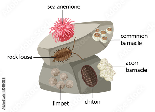 Rocky shore animals collection
