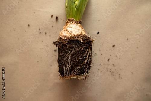 bulbous hyacinth roots with soil. bulbous roots on a brown background close-up.