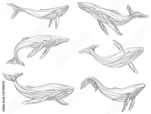 Abstract whales floating underwater. Illustration isolated animal on white background. Ocean mammal swimming set.