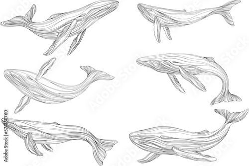 Abstract whales floating underwater. Illustration isolated animal on white background. Ocean mammal swimming set.