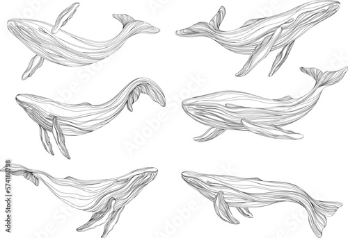 Abstract whales floating underwater. Illustration isolated animal on white background. Ocean mammal swimming set.