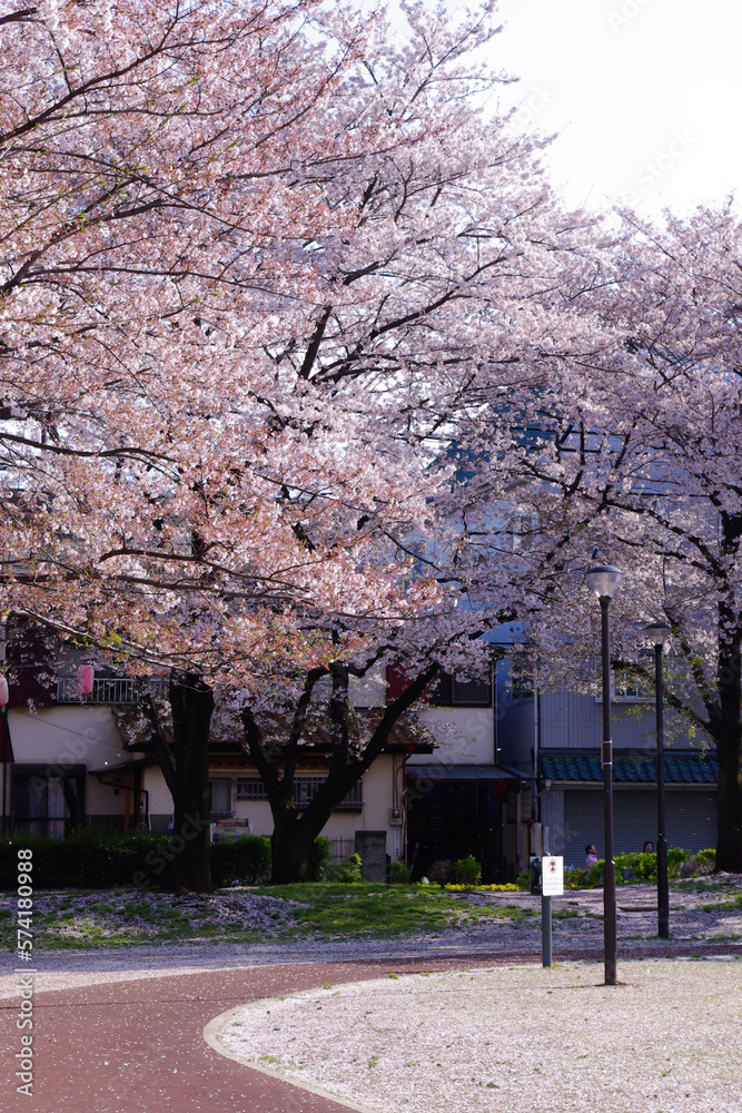桜舞う公園の遊歩道