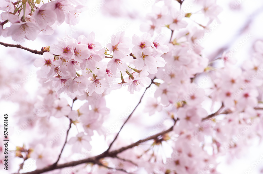 春の桜の花 春の桜の花