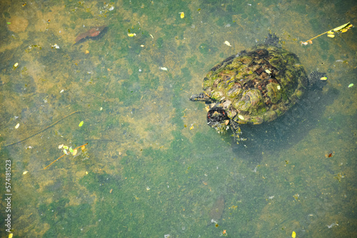 a turtle swimming in a pool of murky water.
