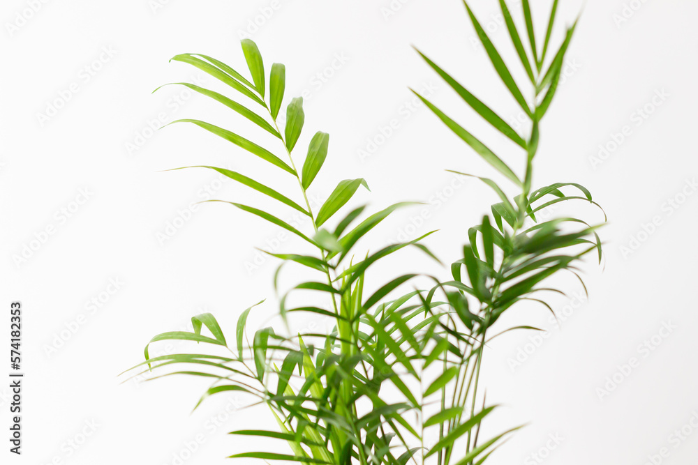 Naklejka premium 白背景の観葉植物（テーブルヤシ）