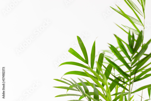白背景の観葉植物（テーブルヤシ）