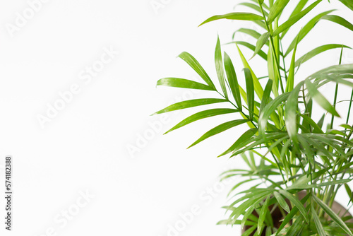 白背景の観葉植物（テーブルヤシ）