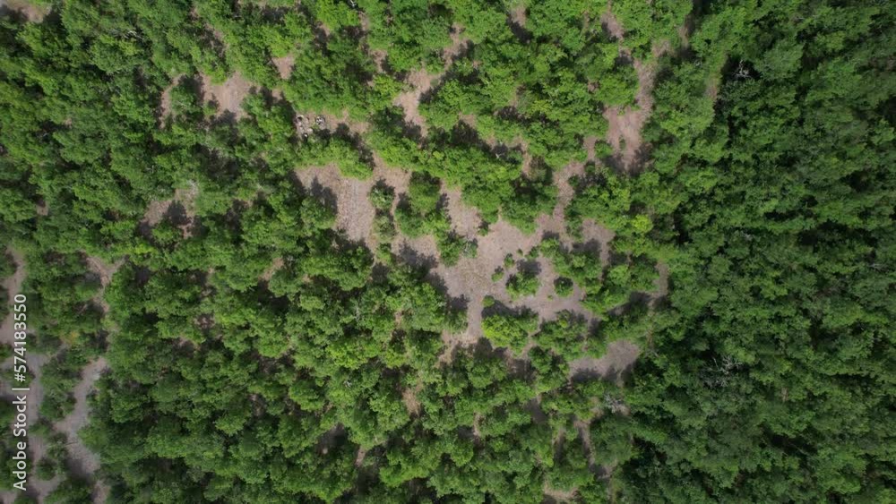 Aerial Reforestation, green woodland land drone view, coniferous pine forest, evergreen forests in winter, climate crisis and carbon footprint Aerial Reforestation, green woodland land drone view, coniferous pine forest, evergreen forests in winter, climate crisis and carbon footprint