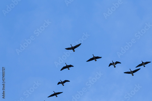 Group of migrating geese birds