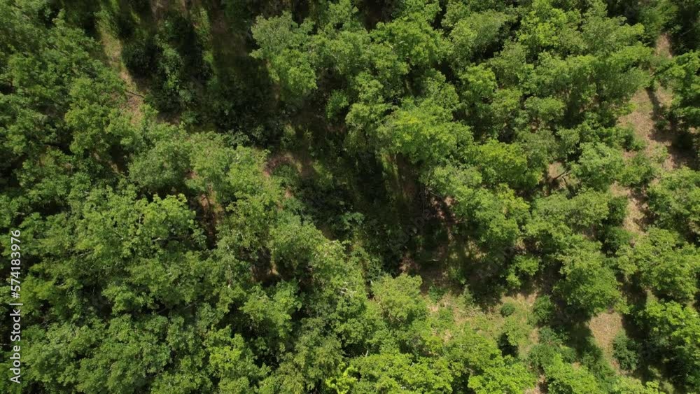 Aerial Drone Shot Dense Forest