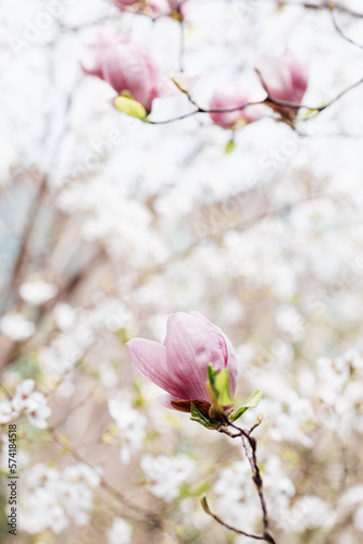 Beautiful floral spring abstract background of nature. Branches of blossoming magnolia with selective focus. Web Banner For easter and spring greeting cards with copy space