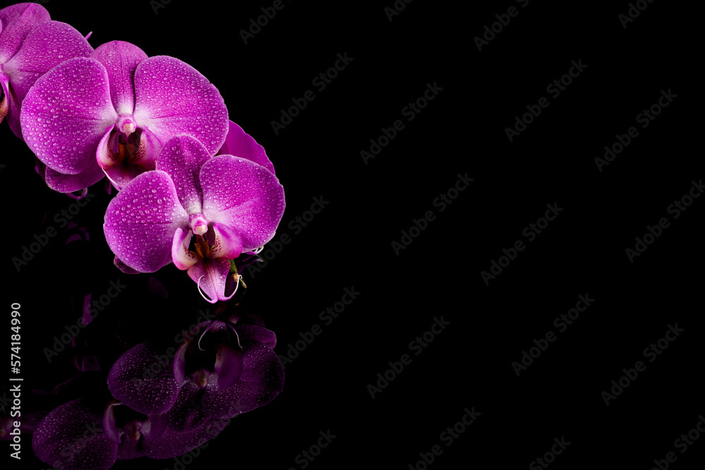 Fototapeta premium orchid pink flower with water drops