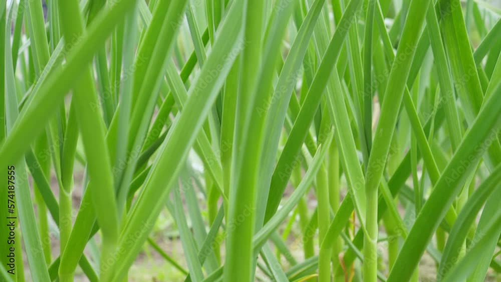 Tilt view, moving up green fresh juicy stems and leaves of garlic grow in soil on garden bed. Environment and ecology issue. Farmland, agriculture plants. Garlic seasoning as harvest. Video, 4k Tilt view, moving up green fresh juicy stems and leaves of garlic grow in soil on garden bed. Environment and ecology issue. Farmland, agriculture plants. Garlic seasoning as harvest. Video, 4k