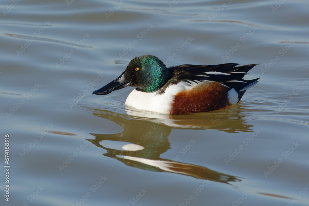 Obraz premium Northern Shoveler (Spatula clypeata) swimming