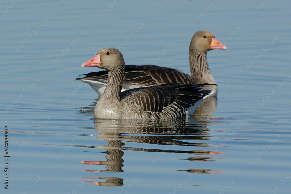 Fototapeta premium Greylag Geese (Anser anser) swimming