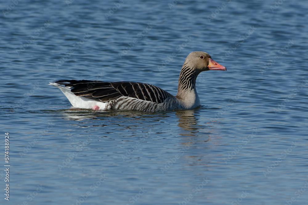 Fototapeta premium Greylag Goose (Anser anser) swimming