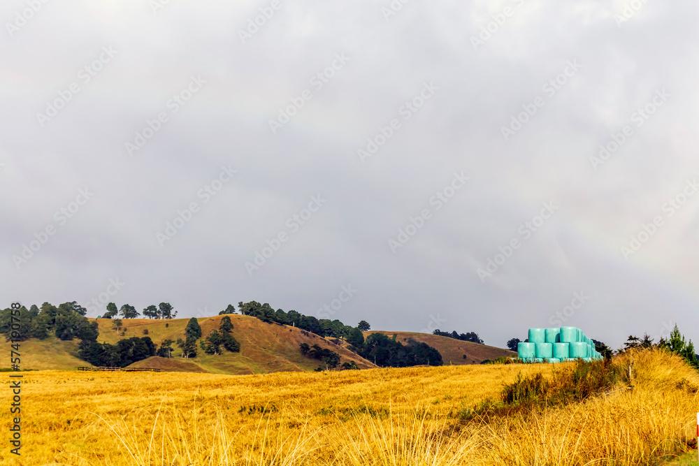 Fototapeta premium Several large round bales of hay on the field