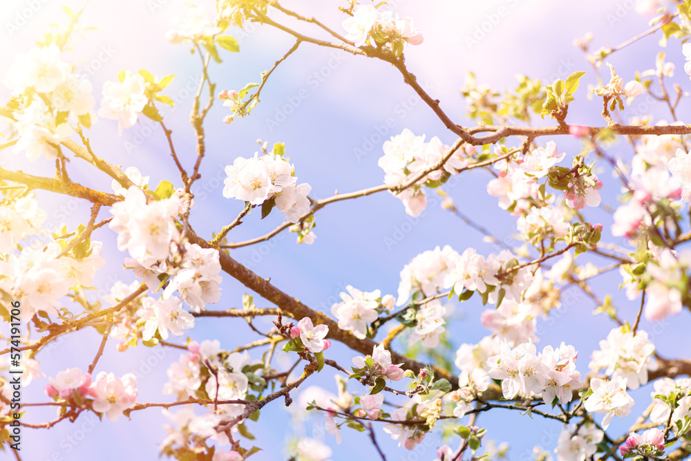 Apple blossom in a springtime close up, sunny day. Idea of spring and romance Apple blossom in a springtime close up, sunny day. Idea of spring and romance