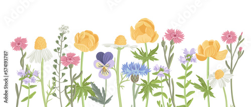 wild plants, field flowers, vector drawing herbs at white background, floral backdrop, hand drawn botanical illustration