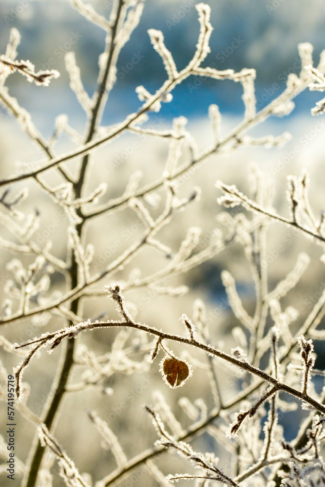 Frost on branch in winter, Durango, Colorado, USA Frost on branch in winter, Durango, Colorado, USA
