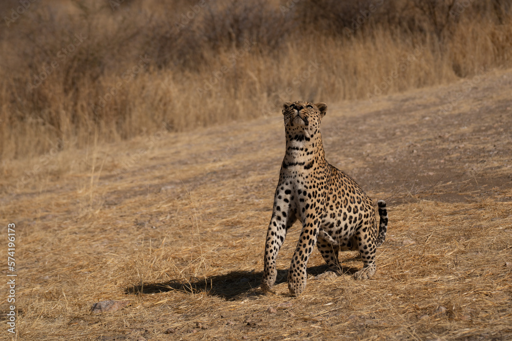 a leopard searching for prey in the grasslands of Namibia's Kalahari Desert a leopard searching for prey in the grasslands of Namibia's Kalahari Desert