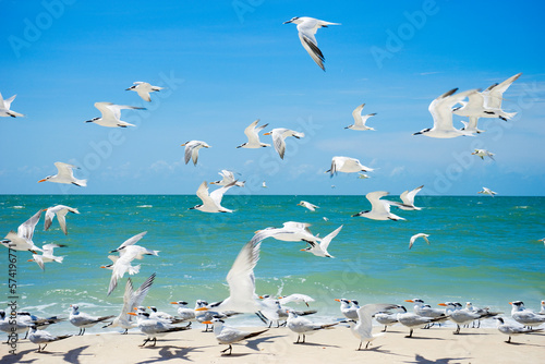 Flock of seagulls on the beach