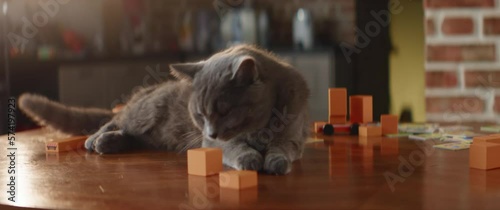 Close up: bored lazy cat lying on a table with bright toy blocks, staying at home alone. Gray fluffy pet plays with children stuff, makes a mess, curious animal, family friend, High quality 4k footage