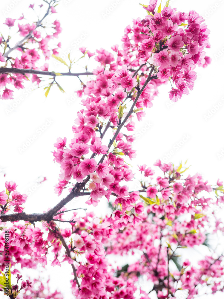 Pink spring cherry blossom. Cherry tree branch with spring pink flowers.