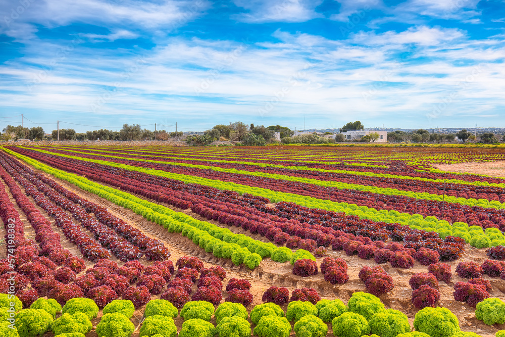 Growing salad lettuce on field in Puglia region.