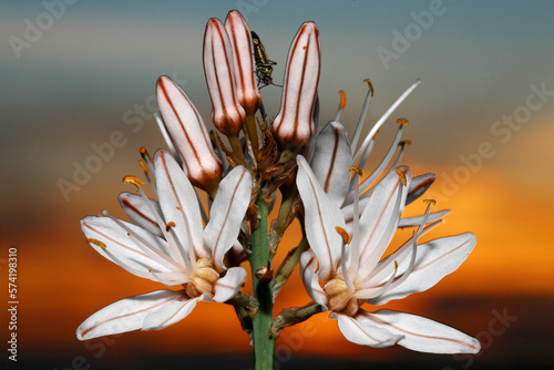 gamÃ³n-blanco Asphodelus albus summer flower bulb white May, MonfragÃ¼e National park, caceres, extremadura, spain photo