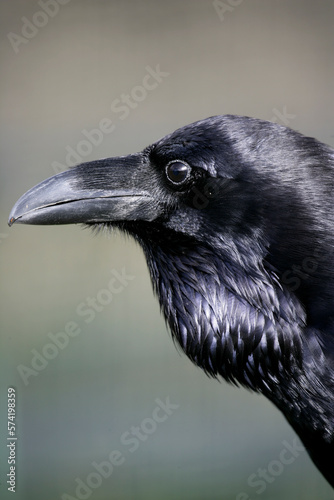 Raven (Corvus corax) perched from a rock in a necrophagous bird feeding station,MonfragÃ¼e National park. Spain photo