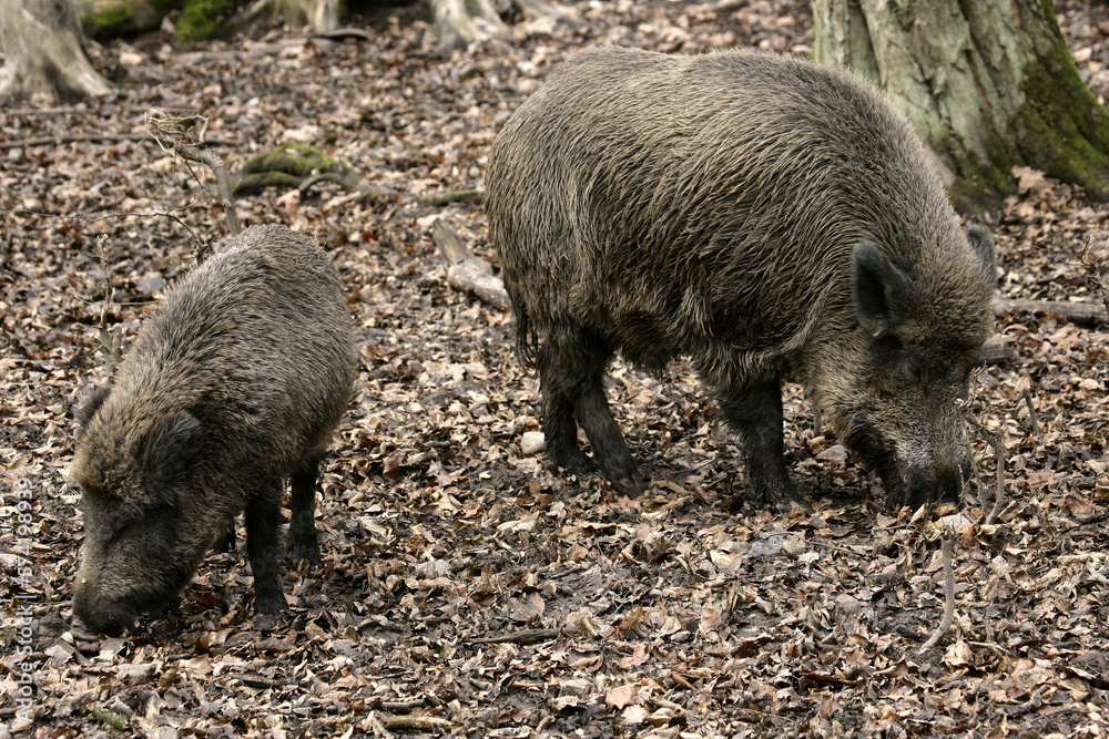 Eurasian Wild Boar (Sus scrofa) adult, standing on edge of forest, Bialowieza N.P., Podlaskie Voivodeship, Poland Eurasian Wild Boar (Sus scrofa) adult, standing on edge of forest, Bialowieza N.P., Podlaskie Voivodeship, Poland