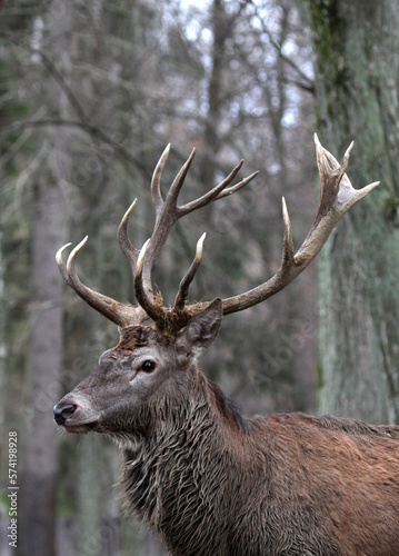 Red deer (Cervus elaphus) in the middle of a forest. Adult with big horns. photo