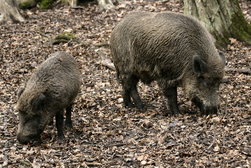 Eurasian Wild Boar (Sus scrofa) adult, standing on edge of forest, Bialowieza N.P., Podlaskie Voivodeship, Poland photo