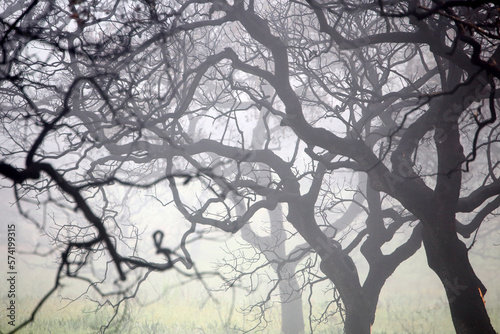 Oak forest (Quercus ilex) burned in the vicinity of Rio Tinto at dawn with fog, Huelva Province, Spain