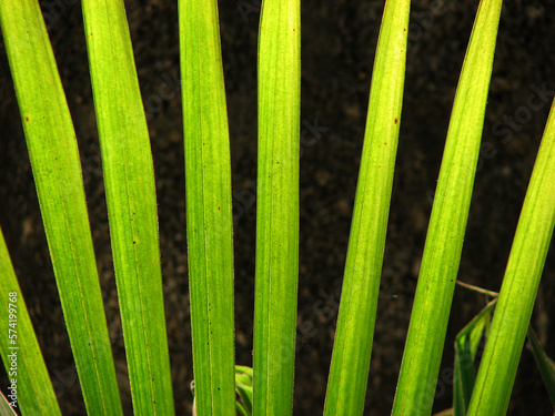 Closeup shot of coconut palm leaf