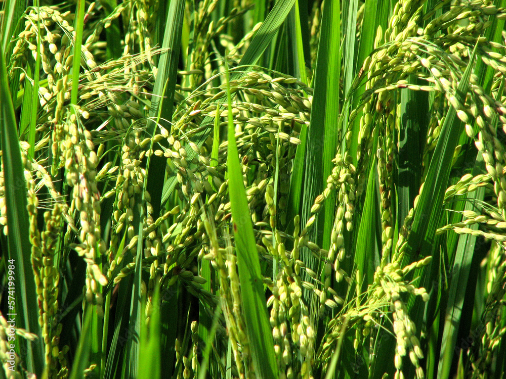 Obraz premium Paddy plants in bloom